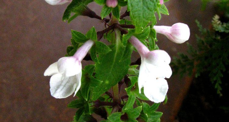 Phyllostegia renovans