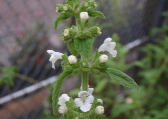Phyllostegia velutina