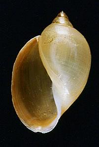 Physa natricina