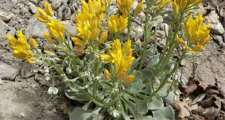 Physaria filiformis