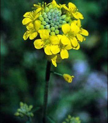 Physaria globosa