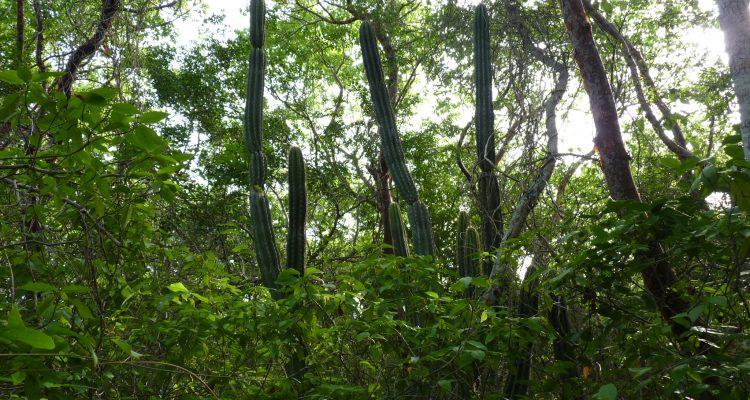 Pilosocereus robinii