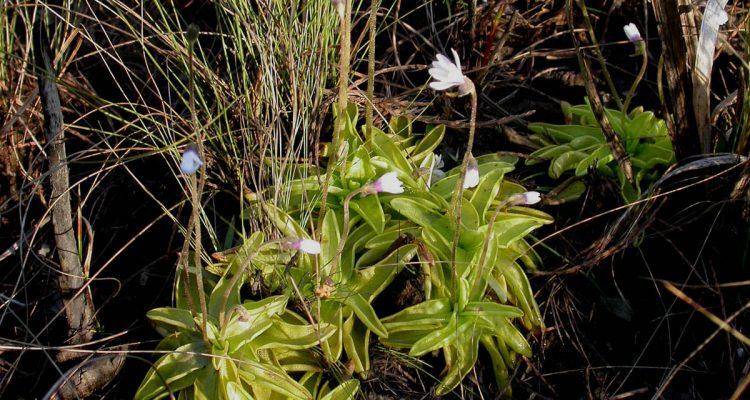 Pinguicula ionantha