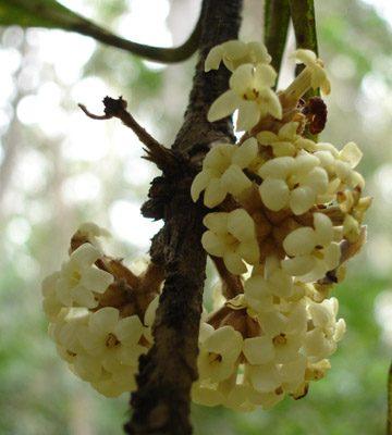 Pittosporum hawaiiense