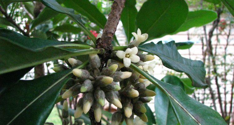 Pittosporum napaliense