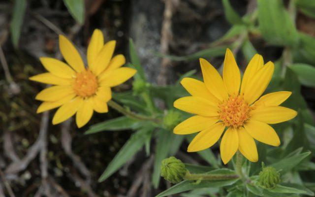Pityopsis ruthii