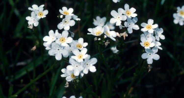 Plagiobothrys strictus