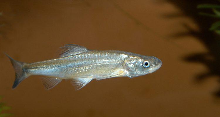 Plagopterus argentissimus
