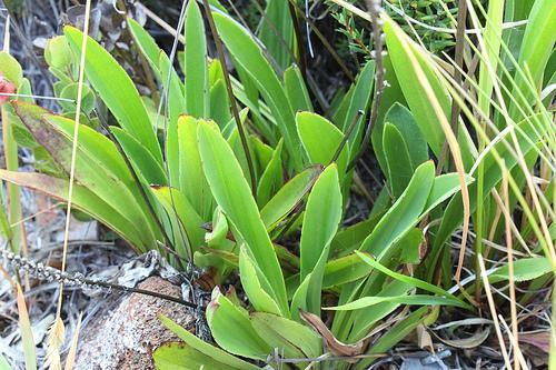 Plantago hawaiensis