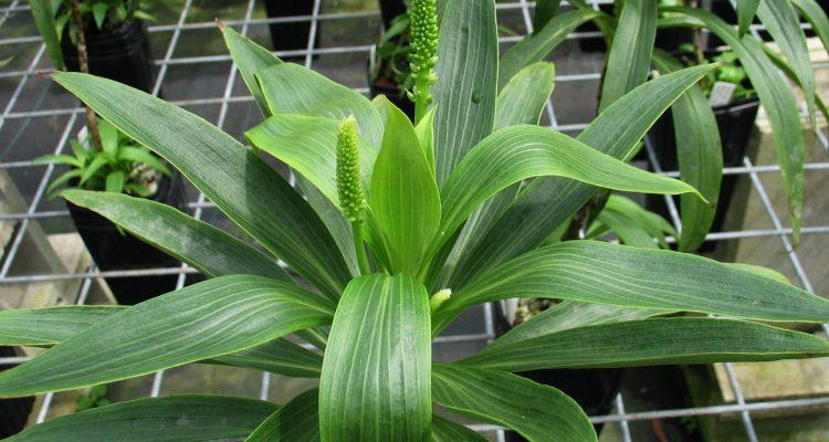 Plantago princeps