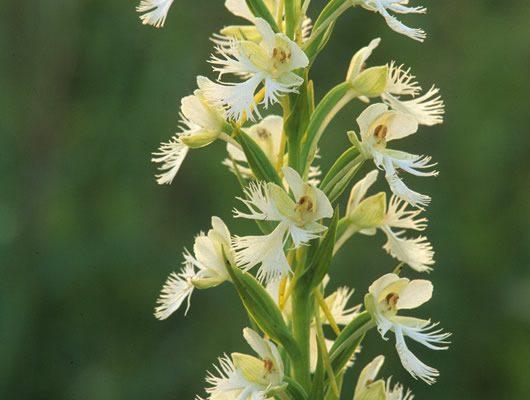 Platanthera leucophaea