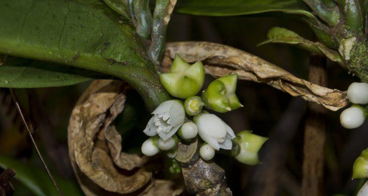 Platydesma cornuta cornuta