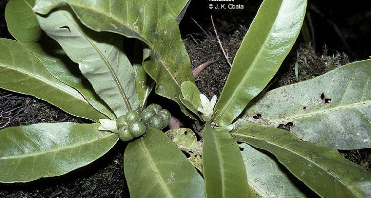 Platydesma remyi