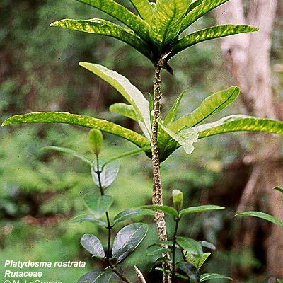 Platydesma rostrata