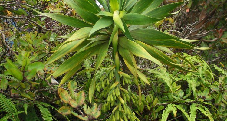 Pleomele fernaldii