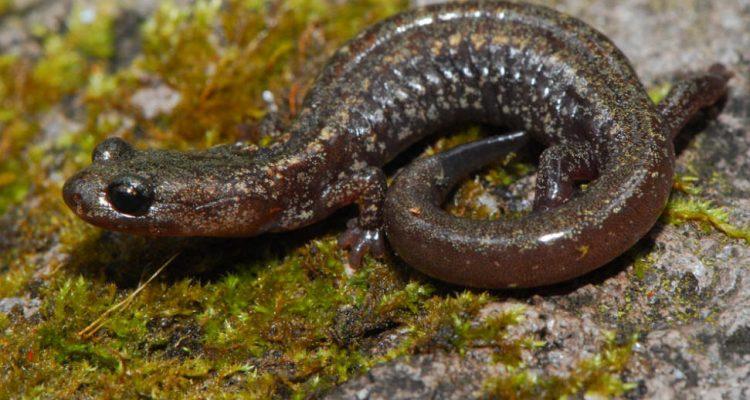 Plethodon neomexicanus