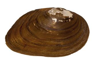 Pleurobema collina