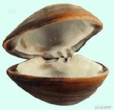 Pleurobema curtum