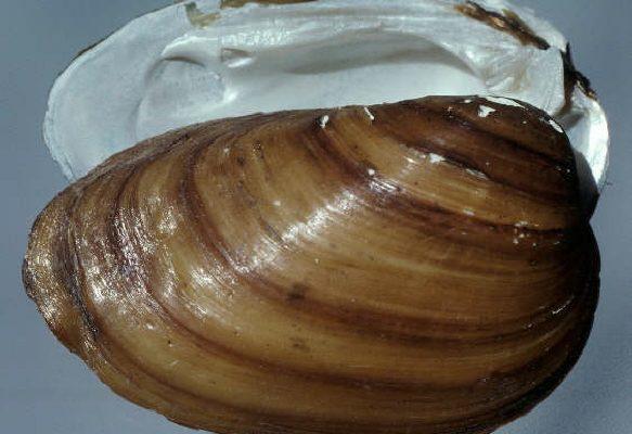Pleurobema decisum