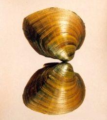 Pleurobema georgianum