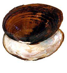 Pleurobema pyriforme