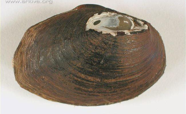 Pleurobema strodeanum