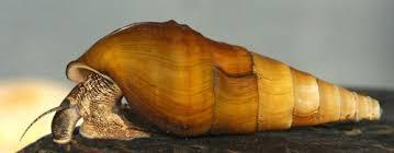 Pleurocera foremani