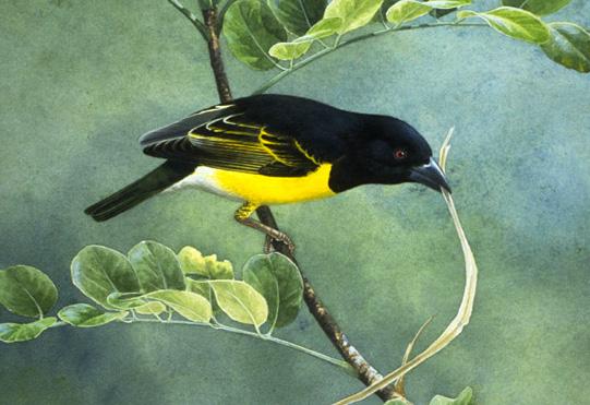 Ploceus golandi