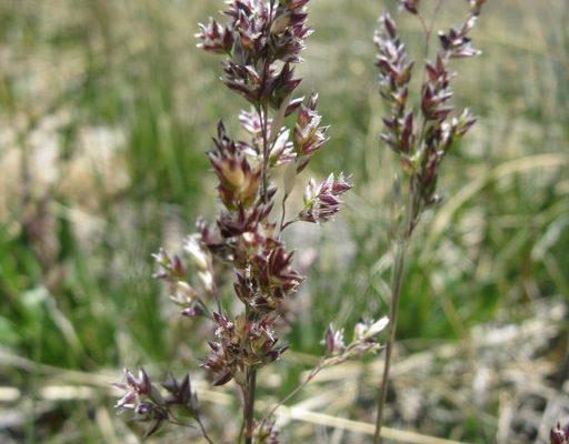 Poa atropurpurea