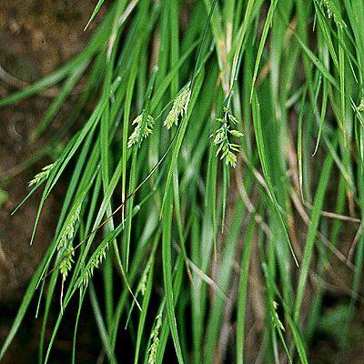 Poa mannii