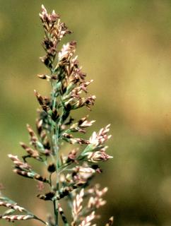 Poa napensis