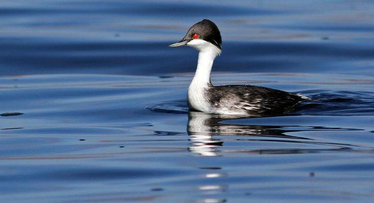 Podiceps taczanowskii