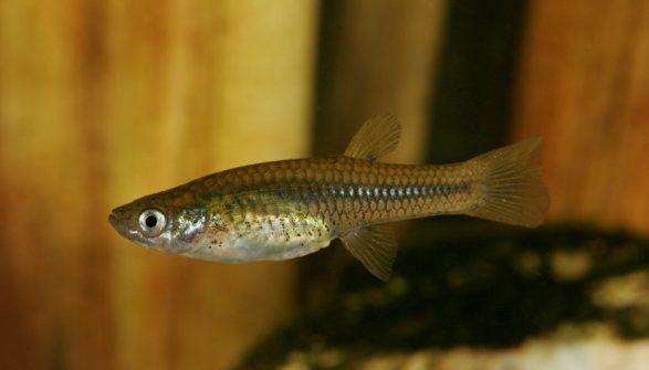Poeciliopsis occidentalis