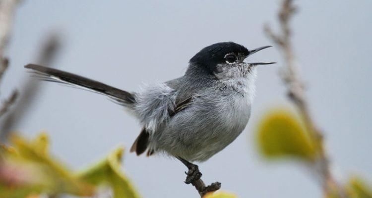 Polioptila californica californica