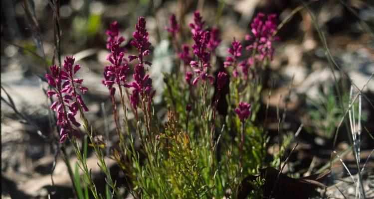 Polygala lewtonii