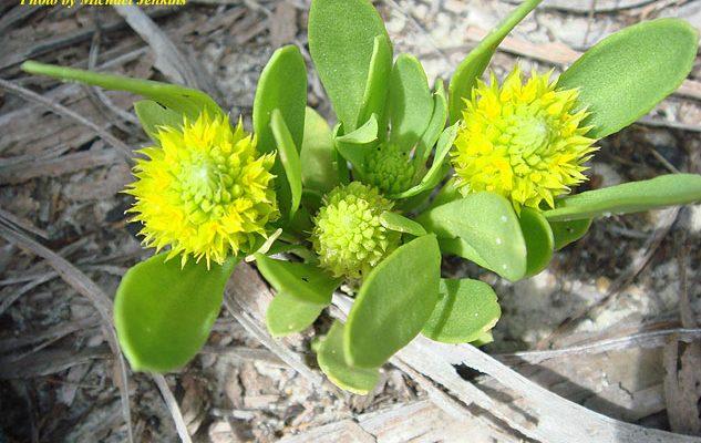 Polygala smallii