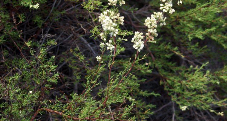 Polygonella myriophylla
