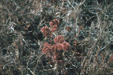 Polygonum hickmanii