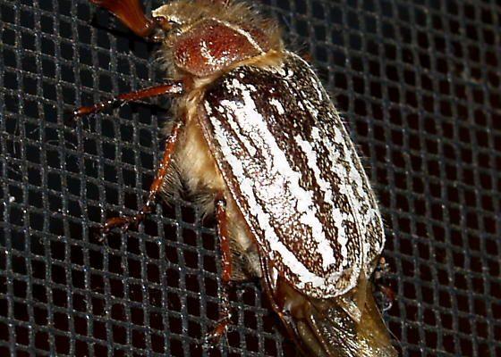 Polyphylla barbata