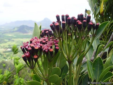 Polyscias bisattenuata