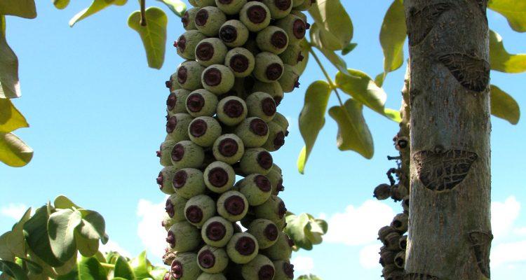 Polyscias racemosa