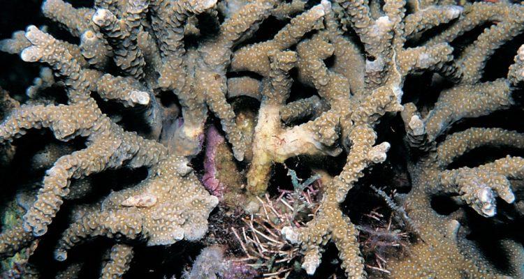 Porites napopora