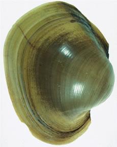Potamilus capax