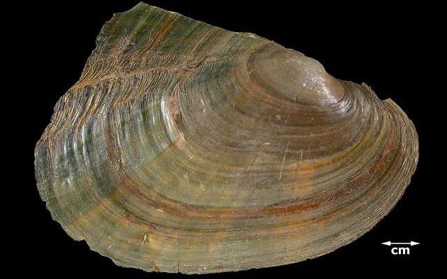 Potamilus inflatus