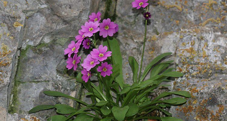 Primula maguirei
