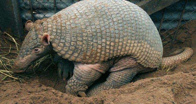 Priodontes maximus