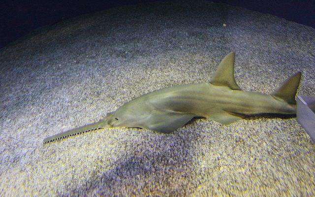 Pristis clavata