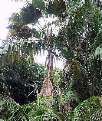 Pritchardia aylmer-robinsonii