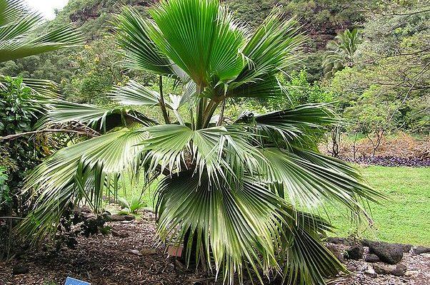 Pritchardia kaalae