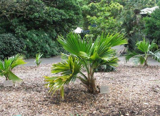 Pritchardia maideniana